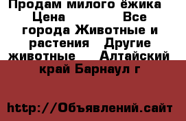 Продам милого ёжика › Цена ­ 10 000 - Все города Животные и растения » Другие животные   . Алтайский край,Барнаул г.